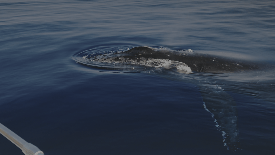 Humpback Whales 4K HDR 2015 Ultra HD