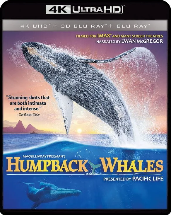 Humpback Whales 4K HDR 2015 Ultra HD