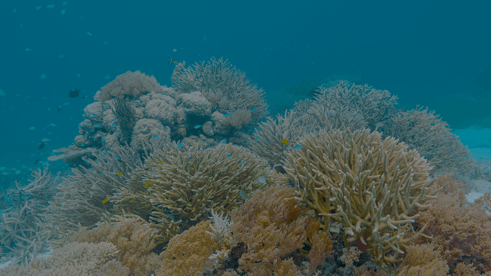 The Last Reef: Cities Beneath the Sea 4K RIP 2012 HDR UHD 2160p