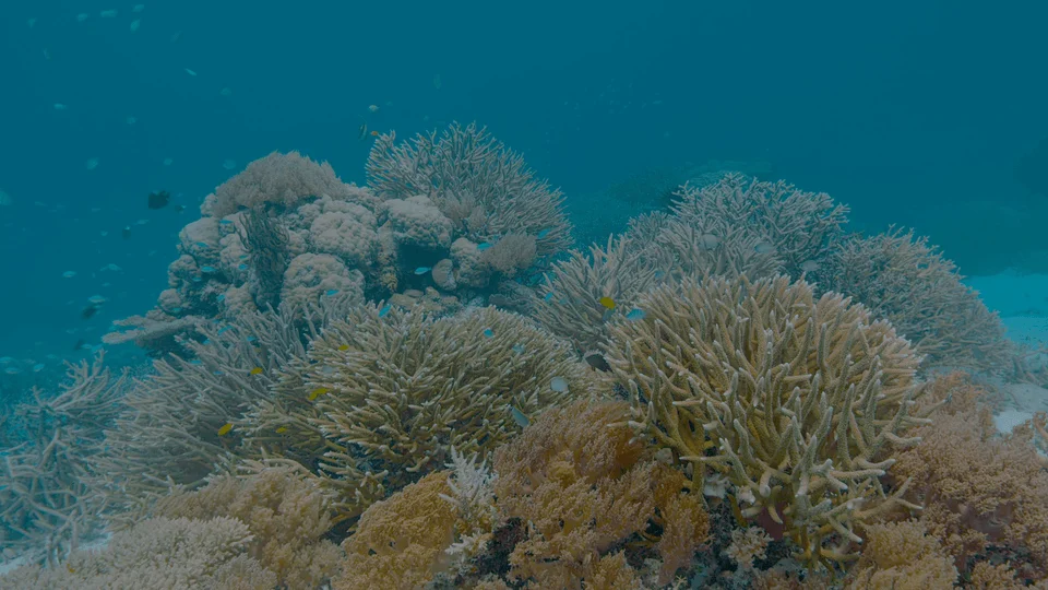 The Last Reef: Cities Beneath the Sea 4K RIP 2012 HDR UHD 2160p